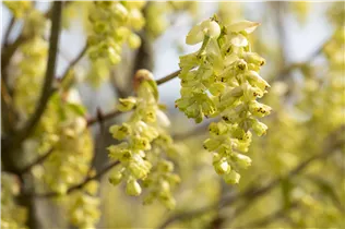 Corylopsis spicata - Hohe Scheinhasel Corylopsis spicata - Hohe Scheinhasel