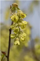 Corylopsis spicata - Hohe Scheinhasel Corylopsis spicata - Hohe Scheinhasel