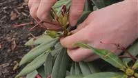- Rhododendron - Entfernen von Blütenständen  - Rhododendron - Entfernen von Blütenständen