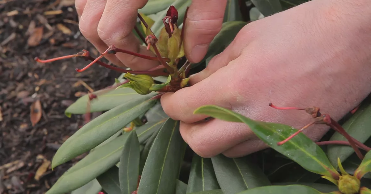  - Rhododendron - Entfernen von Blütenständen