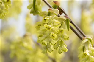 Corylopsis spicata - Hohe Scheinhasel Corylopsis spicata - Hohe Scheinhasel