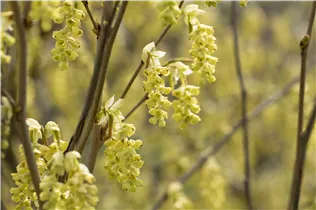 Corylopsis spicata - Hohe Scheinhasel Corylopsis spicata - Hohe Scheinhasel