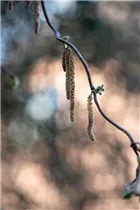 Corylus avellana 'Contorta' - Korkenzieher-Hasel 'Contorta'