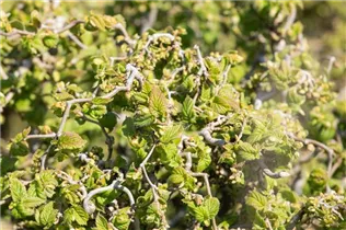 Corylus avellana 'Contorta' - Korkenzieher-Hasel 'Contorta'