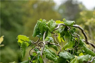 Corylus avellana 'Contorta' - Korkenzieher-Hasel 'Contorta'