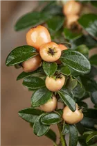 Cotoneaster dammeri 'Coral Beauty' - Teppichmispel 'Coral Beauty'