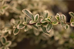 Cotoneaster dammeri 'Juliette' - Kriechmispel 'Juliette'