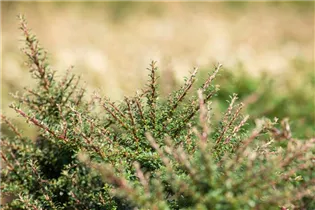 Cotoneaster dammeri 'Juliette' - Kriechmispel 'Juliette'