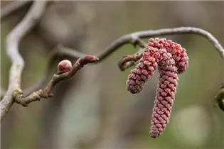 Corylus avellana 'Red Majestic' - Waldhasel 'Red Majestic'