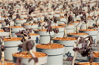 Corylus avellana 'Red Majestic' - Waldhasel 'Red Majestic'