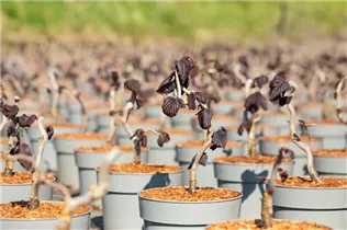 Corylus avellana 'Red Majestic' - Waldhasel 'Red Majestic'