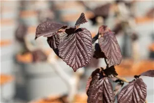 Corylus avellana 'Red Majestic' - Waldhasel 'Red Majestic'
