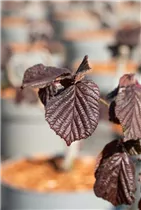 Corylus avellana 'Red Majestic' - Waldhasel 'Red Majestic'