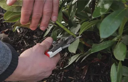 Rhododendron - Zurückschneiden im Frühling Rhododendron - Zurückschneiden im Frühling