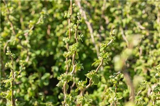 Corylus avellana 'Scooter' - Zwerg-Korkenzieher-Haselnuss 'Scooter' Corylus avellana 'Scooter' - Zwerg-Korkenzieher-Haselnuss 'Scooter'