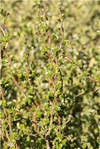 Corylus avellana 'Scooter' - Zwerg-Korkenzieher-Haselnuss 'Scooter' Corylus avellana 'Scooter' - Zwerg-Korkenzieher-Haselnuss 'Scooter'