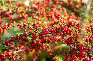 Cotoneaster horizontalis - Fächermispel
