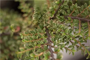 Cotoneaster horizontalis 'Variegatus' - Fächermispel 'Variegatus'