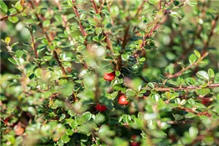 Cotoneaster microphyllus 'Cochleatus' - Immergrüne Kissenmispel 'Cochleatus'