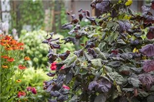 Corylus maxima 'Red Majestic'(s) - Große Hasel 'Red Majestic'(s)