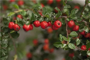 Cotoneaster praecox - Felsenmispel Cotoneaster praecox - Felsenmispel