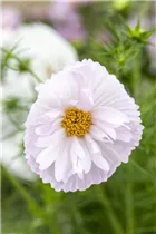Cosmos bipinnatus 'Cupcakes Mix' - Schmuckkörbchen 'Cupcakes Mix'
