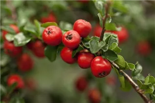 Cotoneaster praecox 'Boer' - Felsenmispel 'Boer'