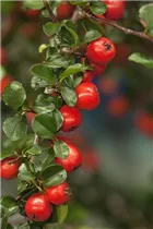 Cotoneaster praecox 'Boer' - Felsenmispel 'Boer'
