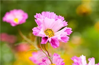 Cosmos bipinnatus 'Double Click' - Fiederblättriges Schmuckkörbchen