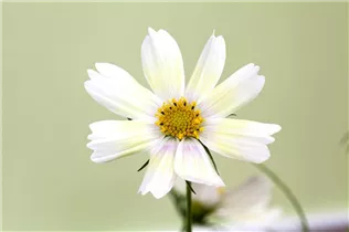 Cosmos bipinnatus 'Lemonade' - Schmuckkörbchen 'Lemonade'