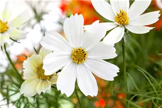 Cosmos bipinnatus 'Lemonade' - Schmuckkörbchen 'Lemonade'
