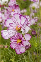 Cosmos bipinnatus 'Picotee' - Schmuckkörbchen 'Picotee'