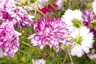 Cosmos bipinnatus 'Picotee' - Schmuckkörbchen 'Picotee'