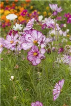 Cosmos bipinnatus 'Picotee' - Schmuckkörbchen 'Picotee'