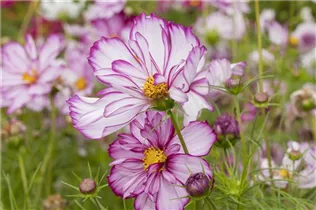 Cosmos bipinnatus 'Picotee' - Schmuckkörbchen 'Picotee'