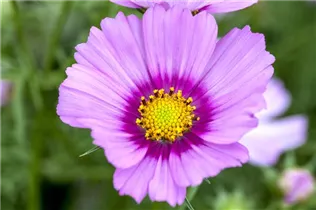 Cosmos bipinnatus 'Pink Popsocks' - Schmuckkörbchen