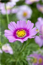 Cosmos bipinnatus 'Pink Popsocks' - Schmuckkörbchen