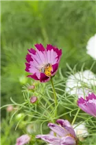 Cosmos bipinnatus 'Sea Shells' - Fiederblättriges Schmuckkörbchen 'Sea Shells'