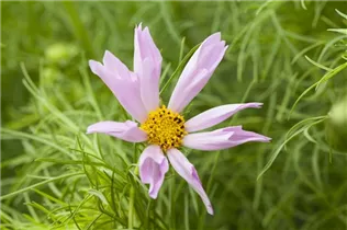 Cosmos bipinnatus 'Sea Shells' - Fiederblättriges Schmuckkörbchen 'Sea Shells'