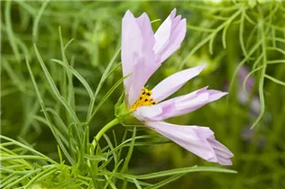 Cosmos bipinnatus 'Sea Shells' - Fiederblättriges Schmuckkörbchen 'Sea Shells'