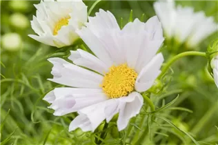 Cosmos bipinnatus 'Sea Shells' - Fiederblättriges Schmuckkörbchen 'Sea Shells'