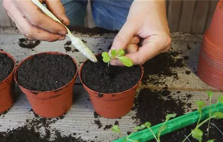 Chinakohl - Pikieren Chinakohl - Pikieren