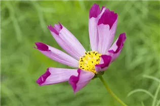 Cosmos bipinnatus 'Sea Shells' - Fiederblättriges Schmuckkörbchen 'Sea Shells'