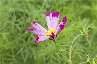 Cosmos bipinnatus 'Sea Shells' - Fiederblättriges Schmuckkörbchen 'Sea Shells'