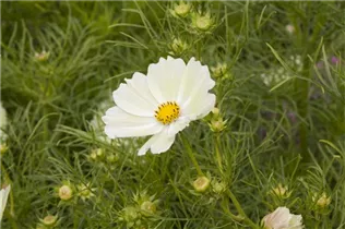 Cosmos bipinnatus 'Sunset Yellow' - Schmuckkörbchen 'Sunset Yellow'