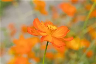 Cosmos sulphureus - Gelbes Schmuckkörbchen Cosmos sulphureus - Gelbes Schmuckkörbchen