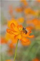 Cosmos sulphureus - Gelbes Schmuckkörbchen Cosmos sulphureus - Gelbes Schmuckkörbchen