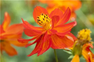 Cosmos sulphureus - Gelbes Schmuckkörbchen Cosmos sulphureus - Gelbes Schmuckkörbchen