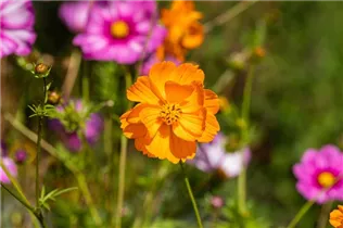 Cosmos sulphureus - Gelbes Schmuckkörbchen Cosmos sulphureus - Gelbes Schmuckkörbchen