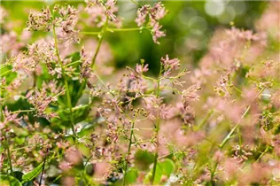 Cotinus coggygria - Perückenstrauch Cotinus coggygria - Perückenstrauch